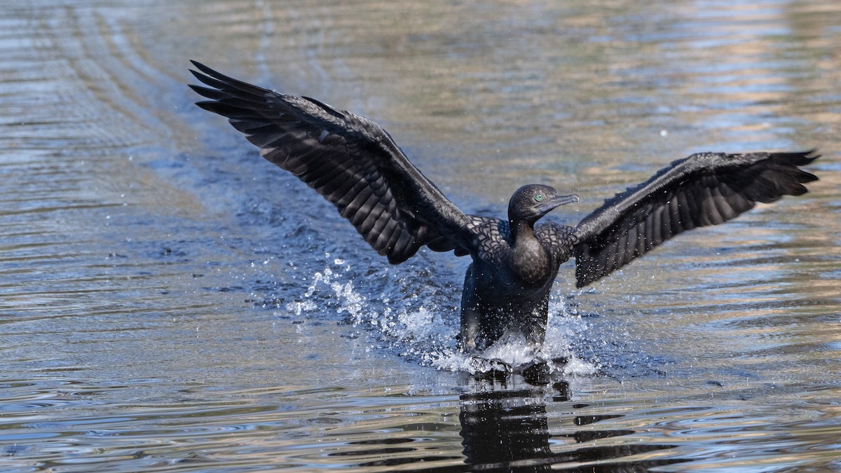 ミナミクロヒメウ - ML646439998