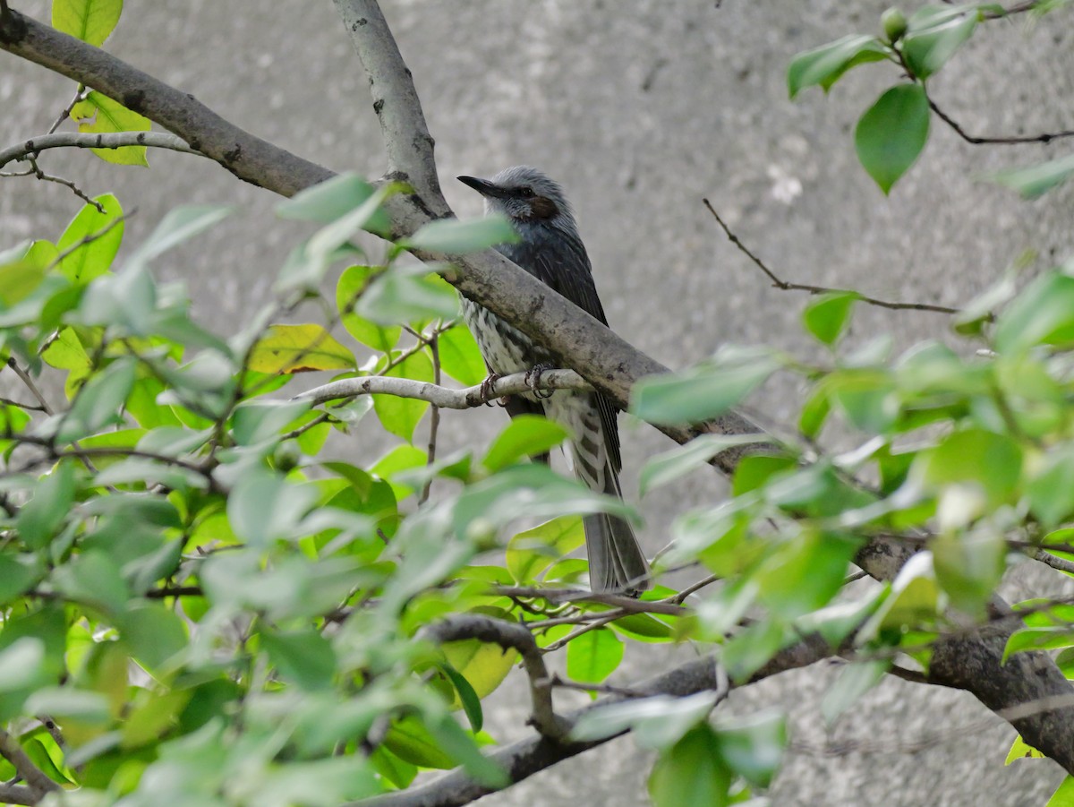 ヒヨドリ - ML646439999