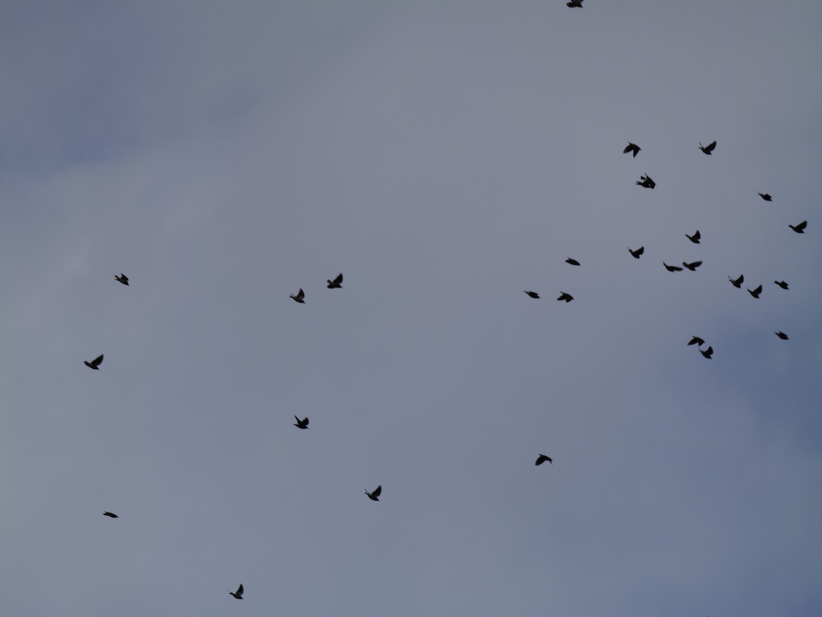 ムクドリ - ML646440002