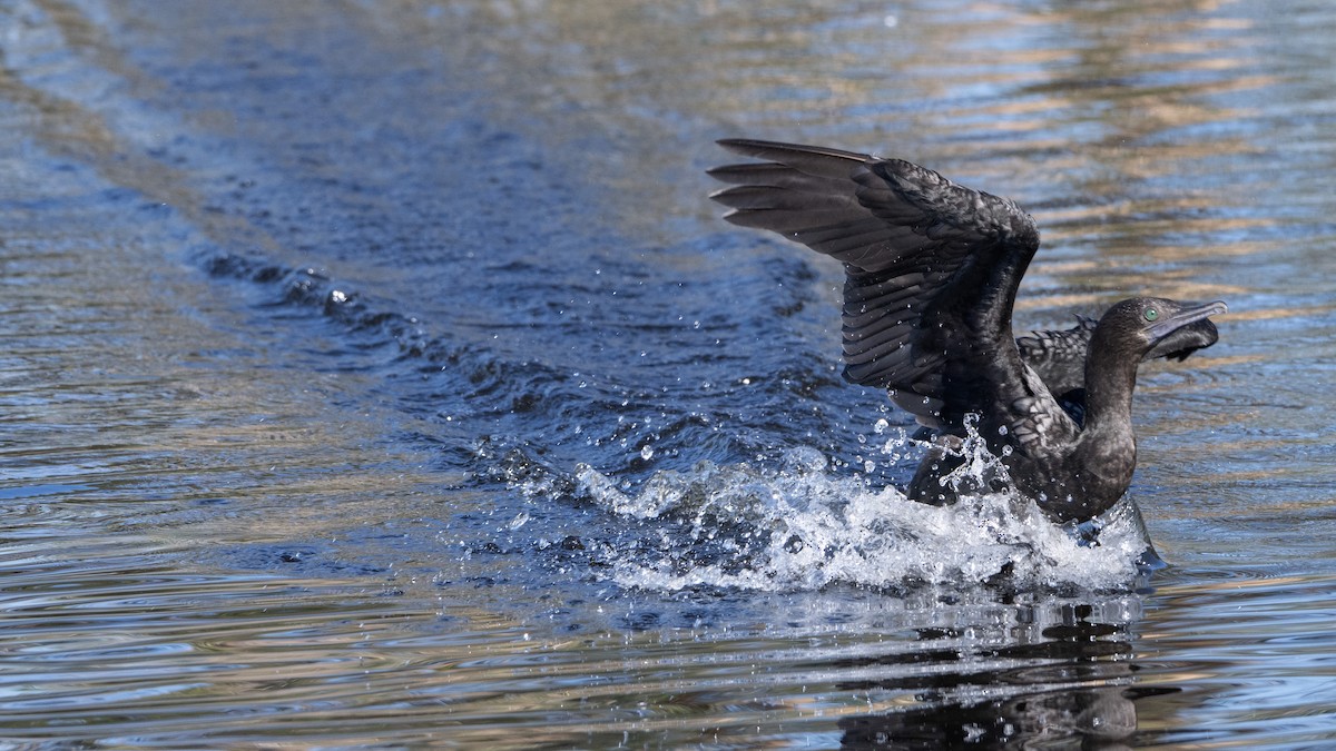 Little Black Cormorant - ML646440003