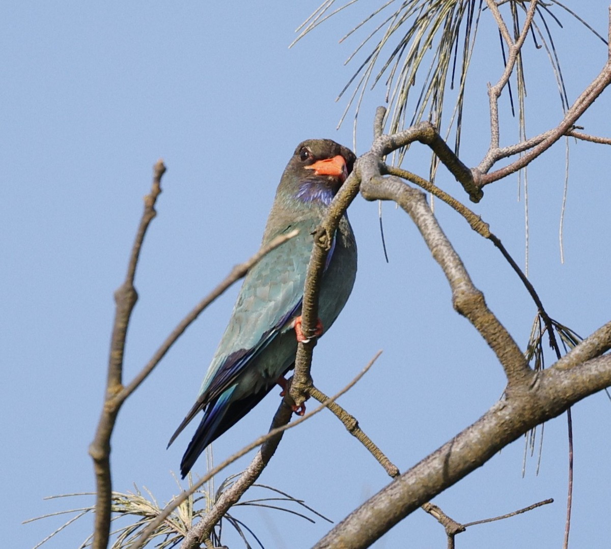 ブッポウソウ - ML646440004