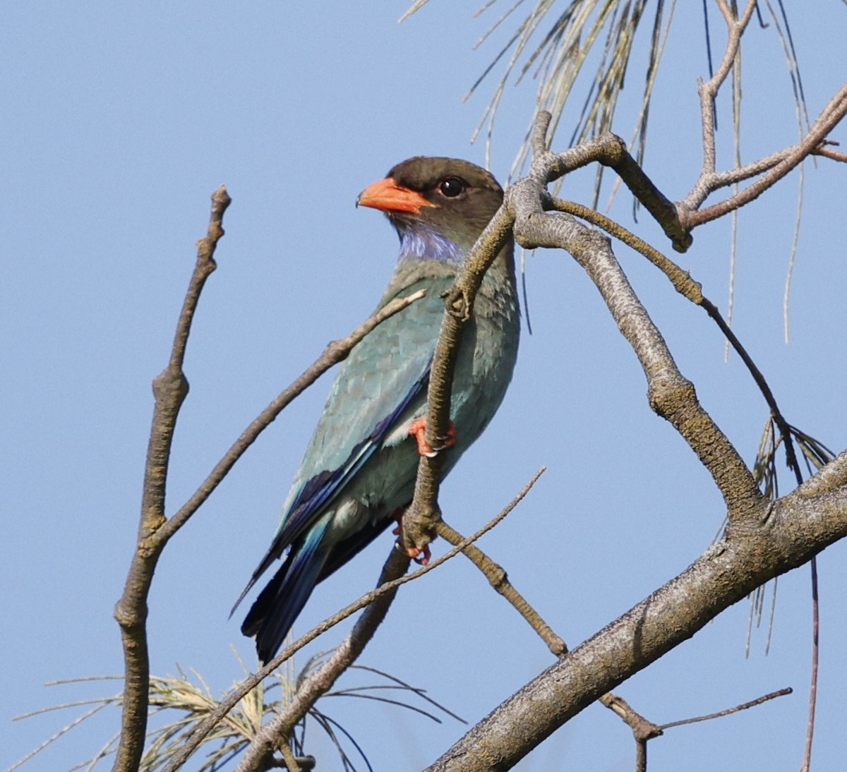 ブッポウソウ - ML646440005