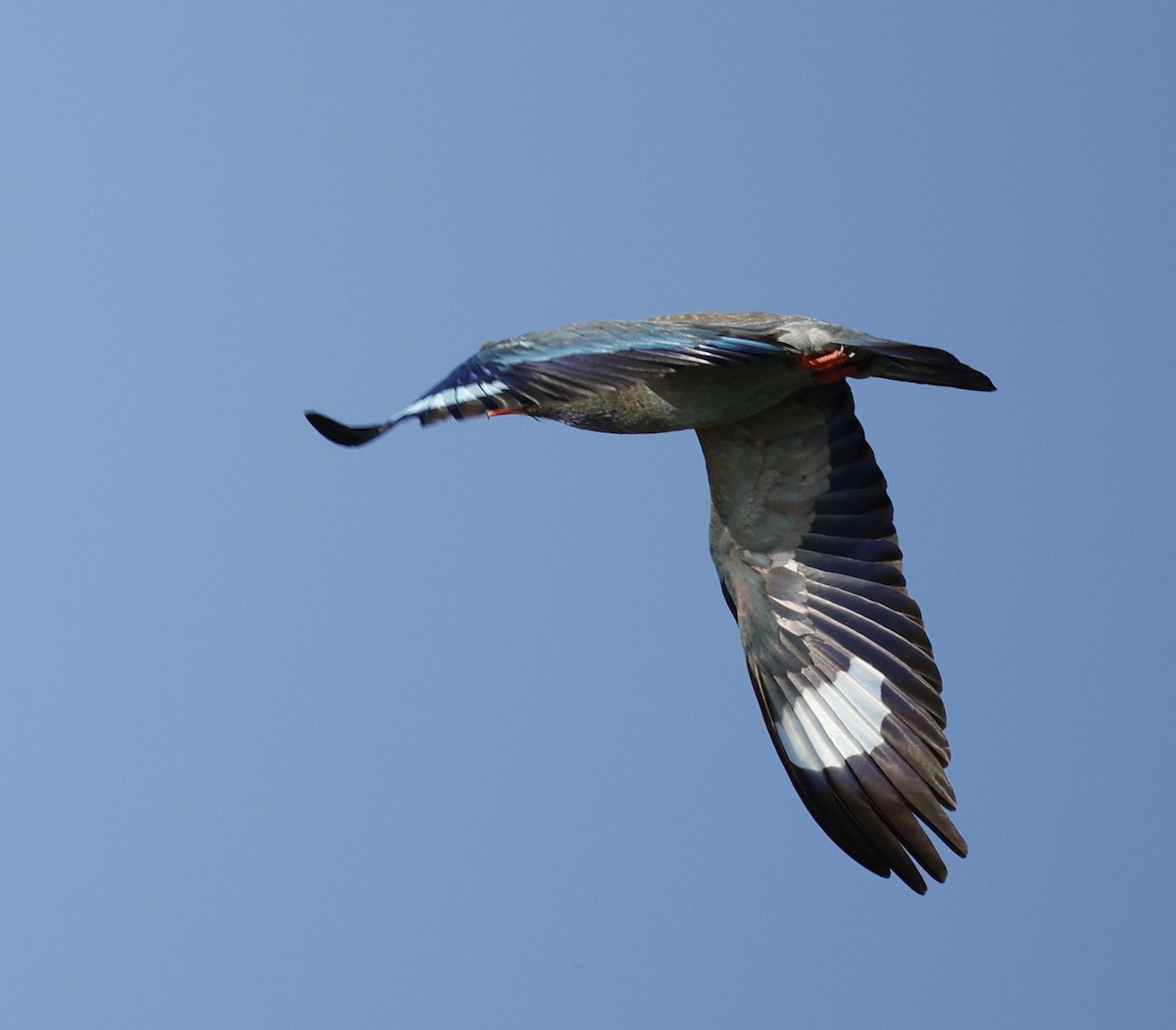 ブッポウソウ - ML646440006