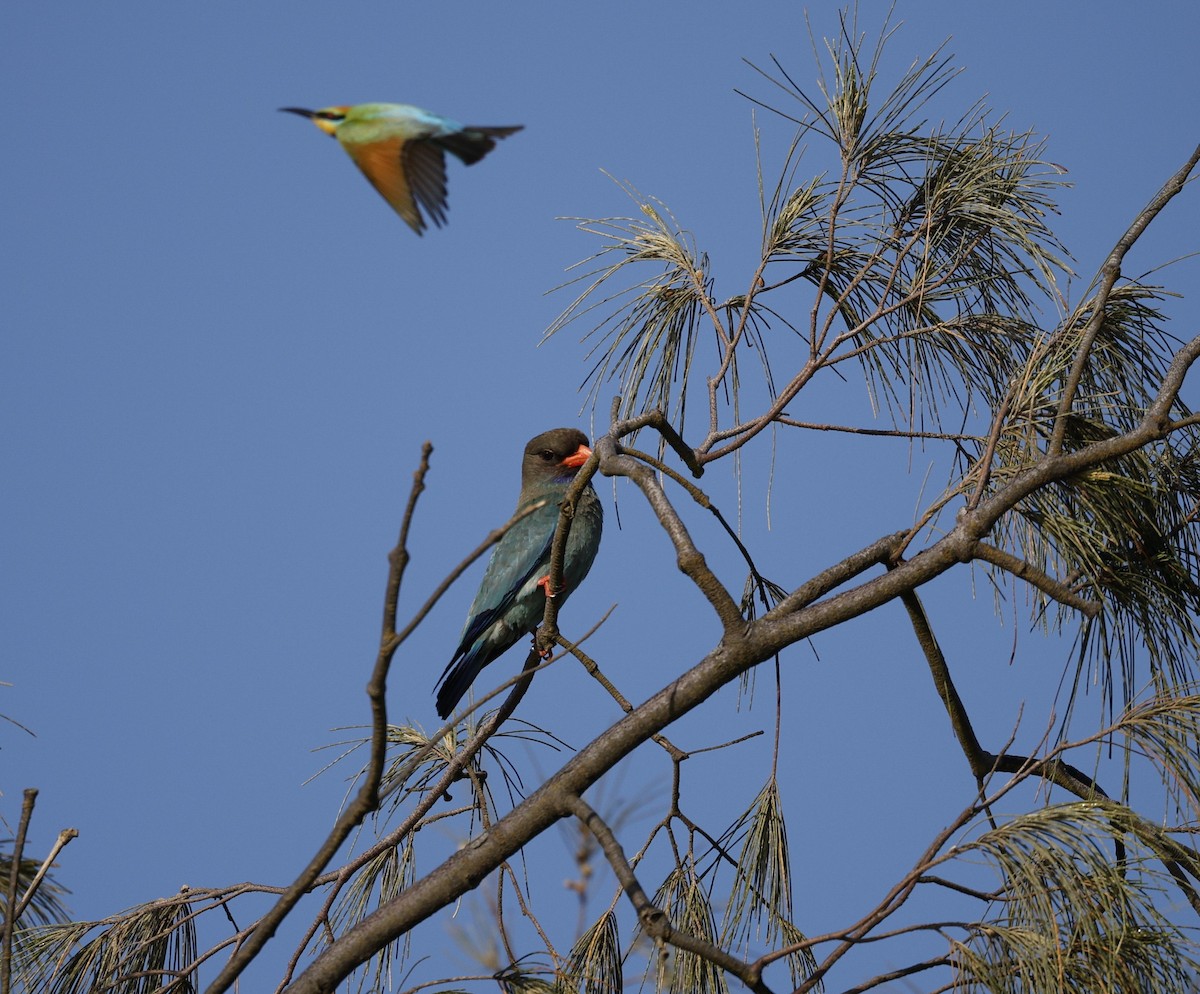 ブッポウソウ - ML646440007