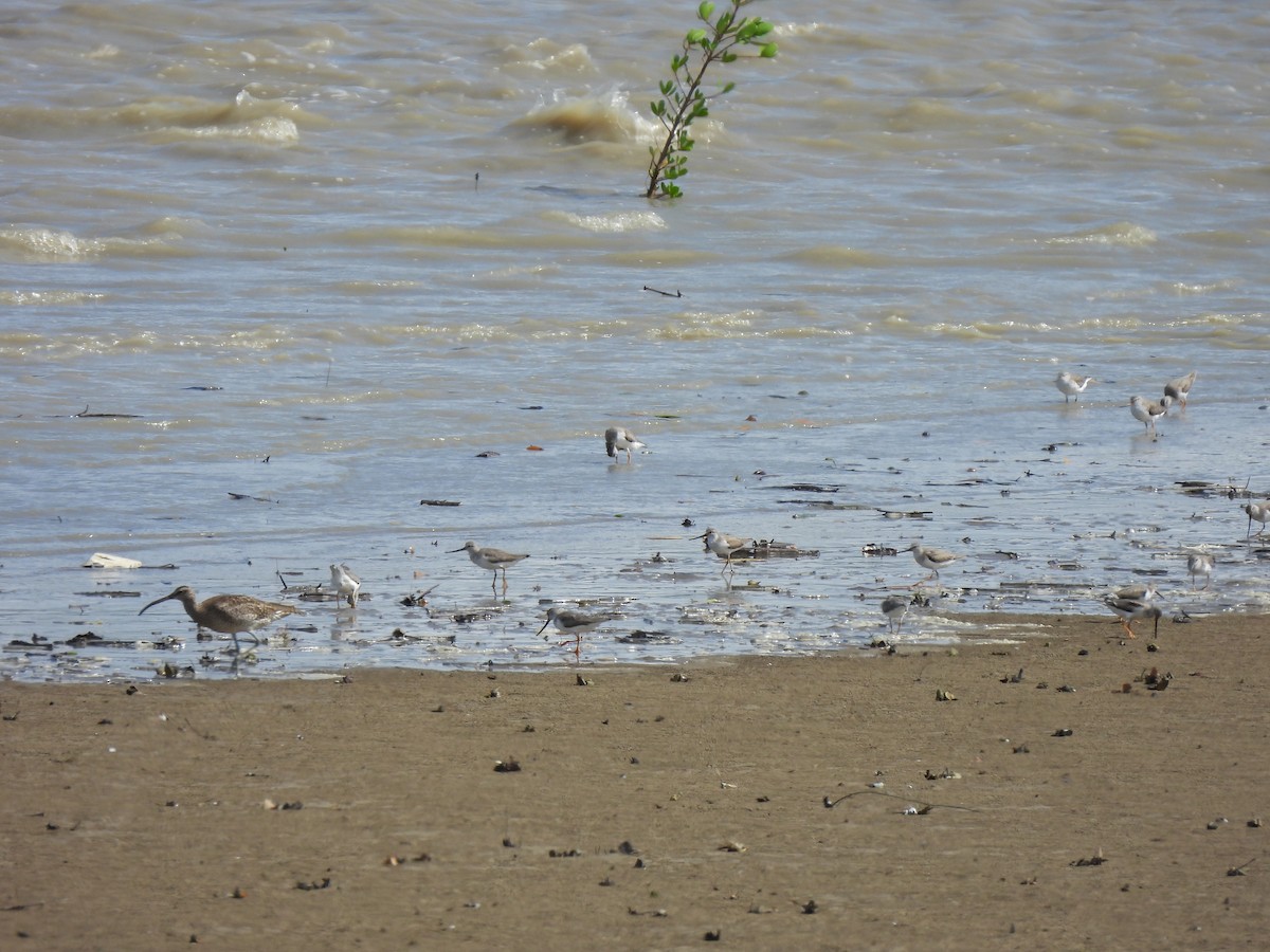 ソリハシシギ - ML646440008