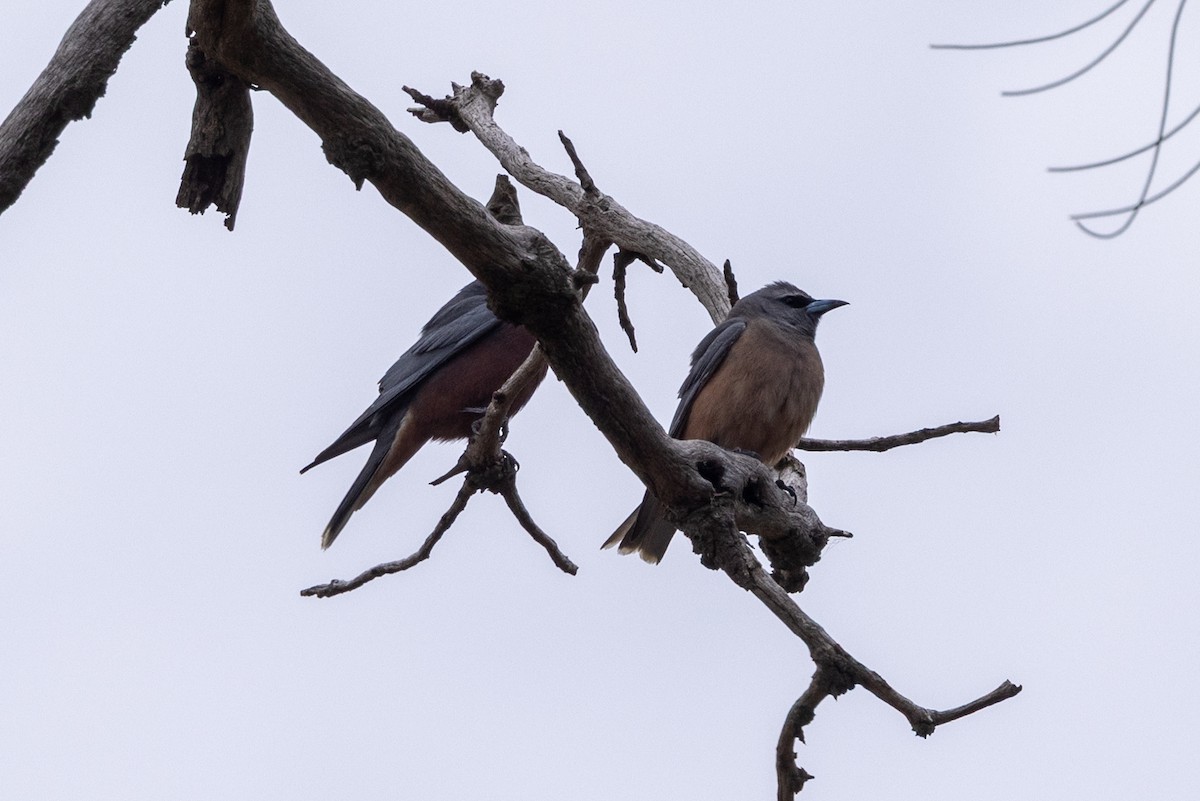 マミジロモリツバメ - ML646440009