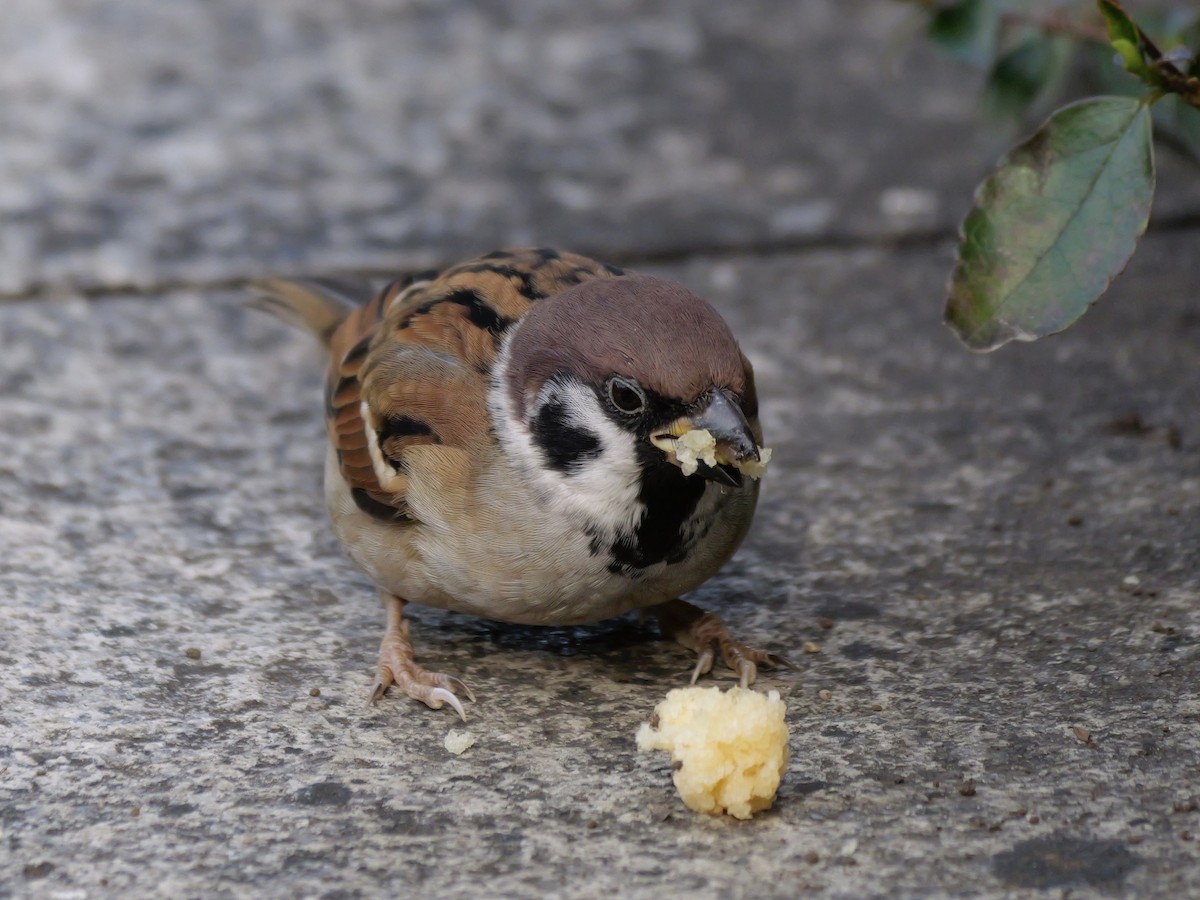 スズメ - ML646440010