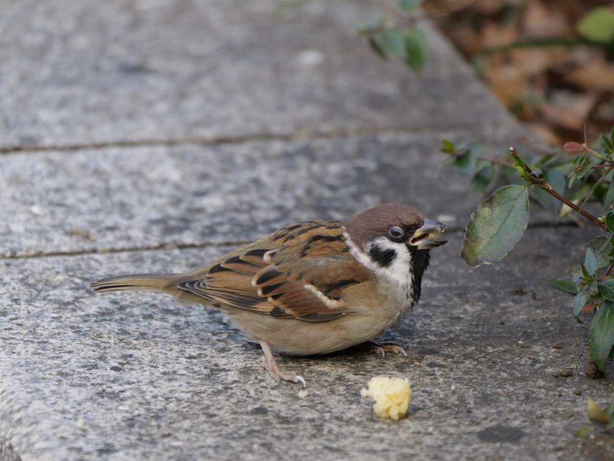 スズメ - ML646440011