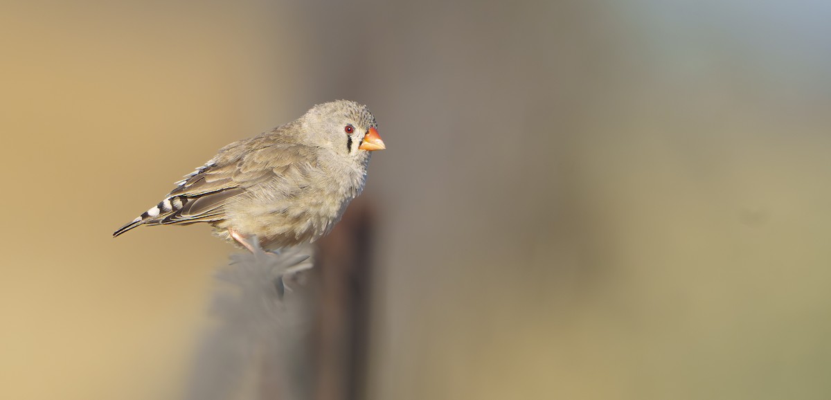 キンカチョウ - ML646440012