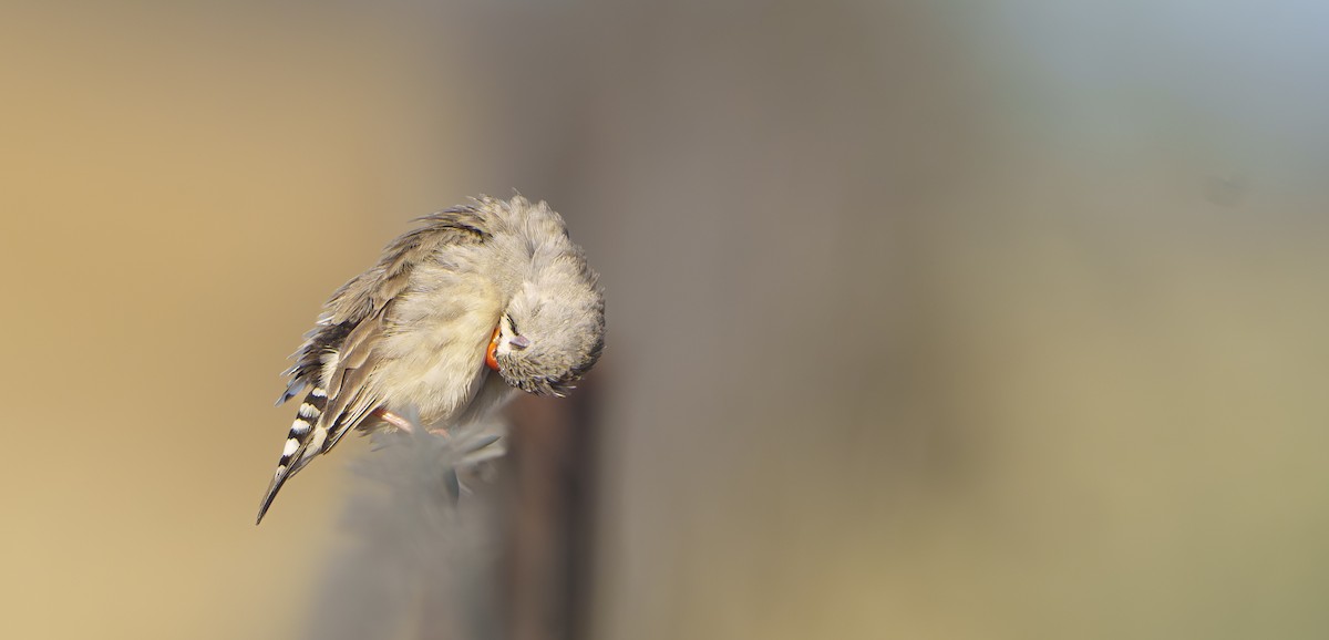 キンカチョウ - ML646440013