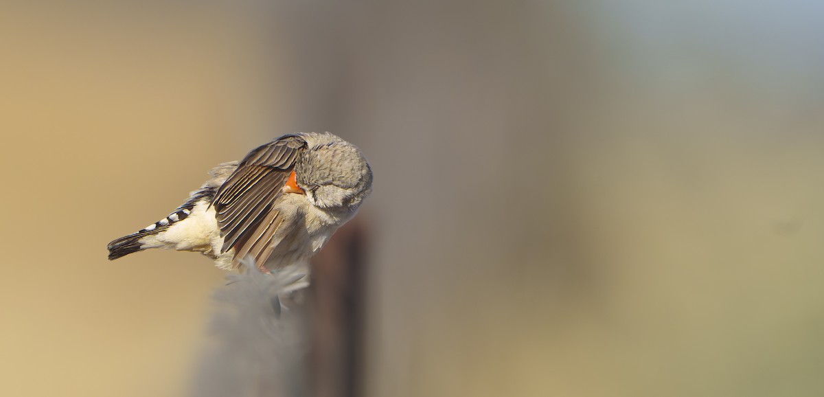 キンカチョウ - ML646440014