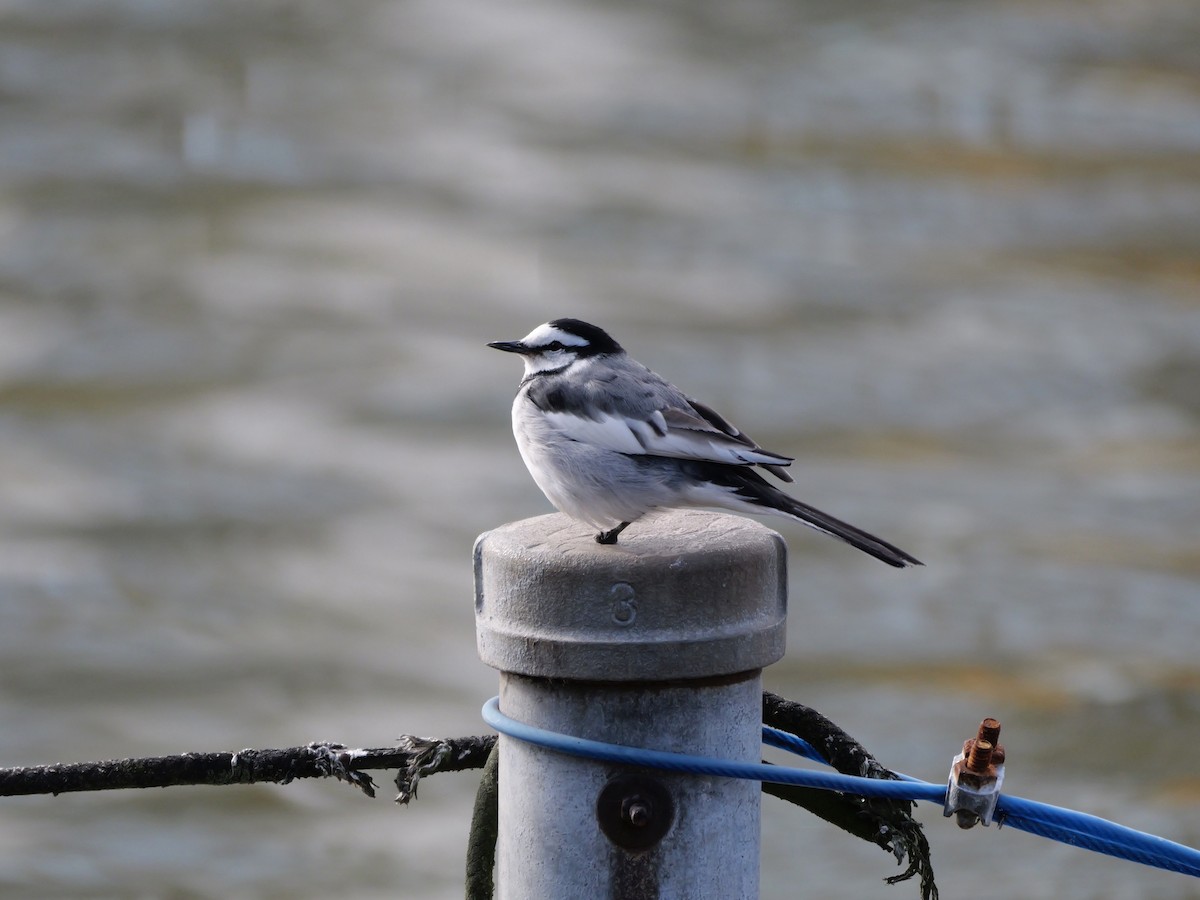 ハクセキレイ - ML646440015