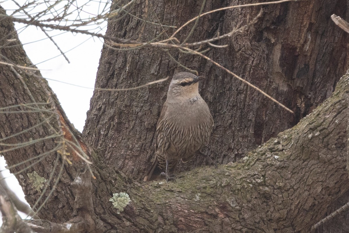 チャイロキノボリ - ML646440016