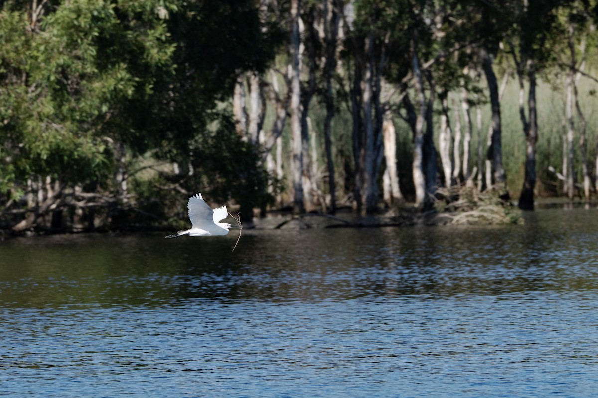 コサギ（immaculata） - ML646440017