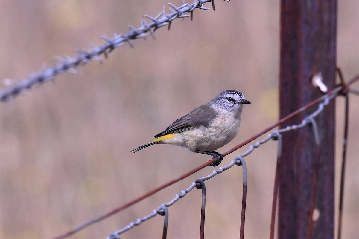 コモントゲハシムシクイ - ML646440018
