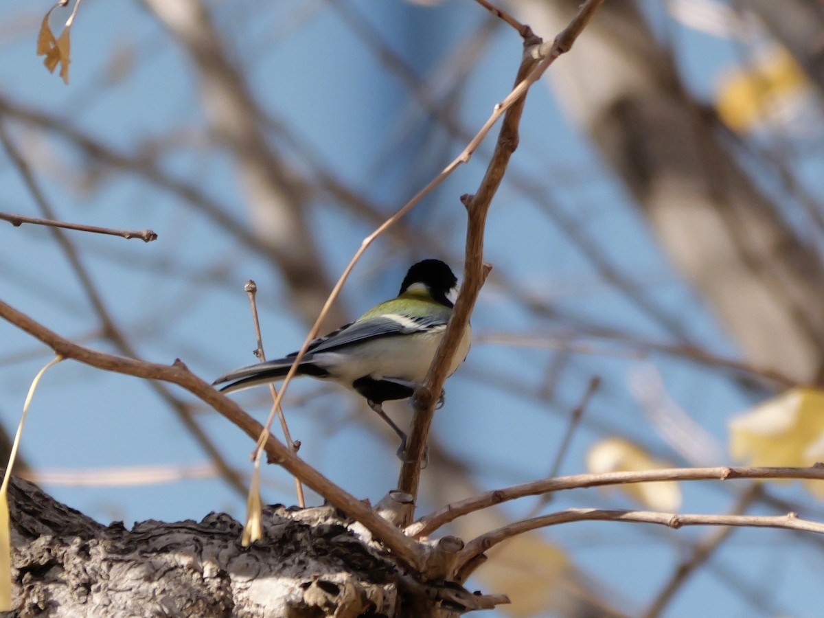 シジュウカラ（亜種 シジュウカラ） - ML646440019