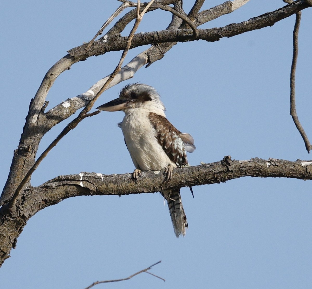 ワライカワセミ - ML646440020