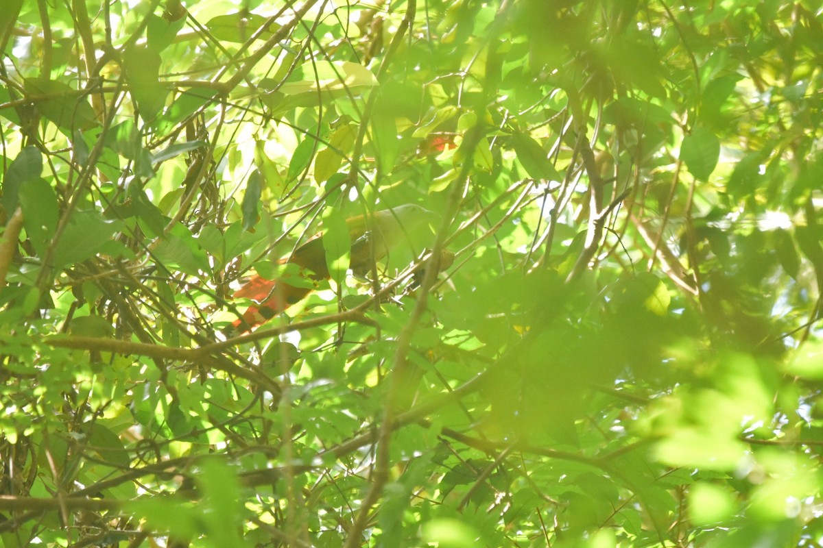 Raffles's Malkoha - ML646440022