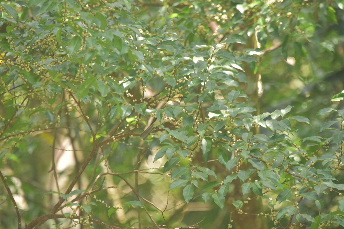 Streaked Bulbul - ML646440023