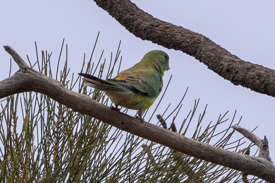 rosela zpěvavá - ML646440027