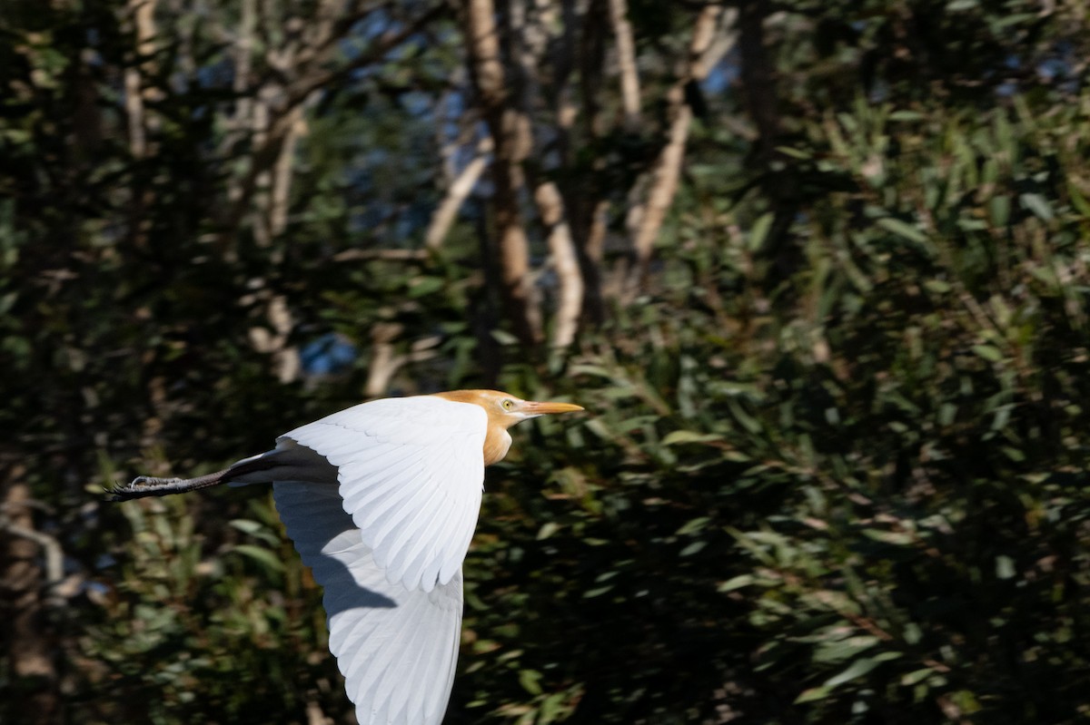 黃頭鷺 - ML646440029