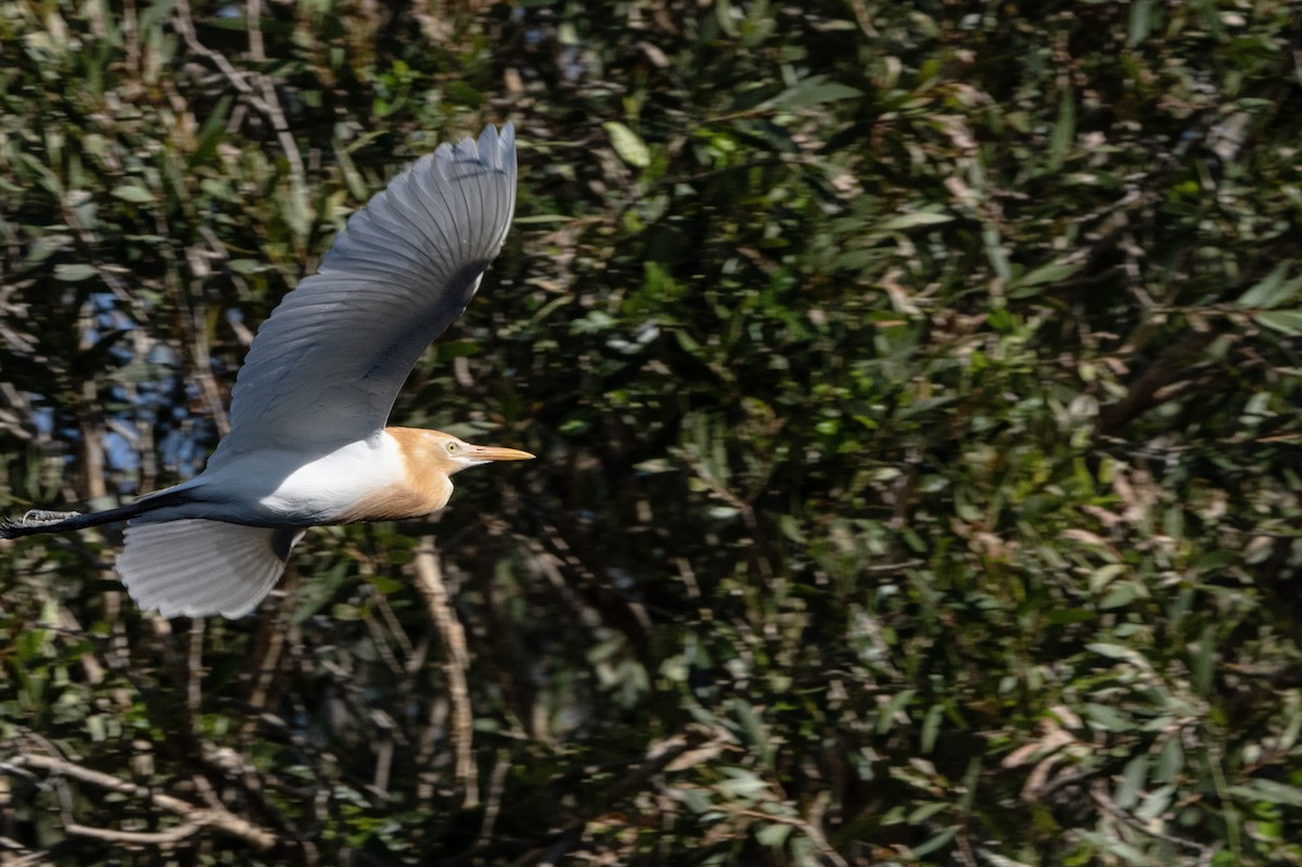黃頭鷺 - ML646440031