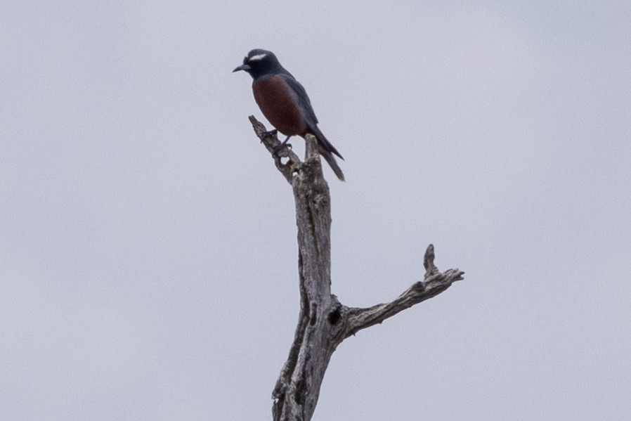 lasolet bělobrvý - ML646440032