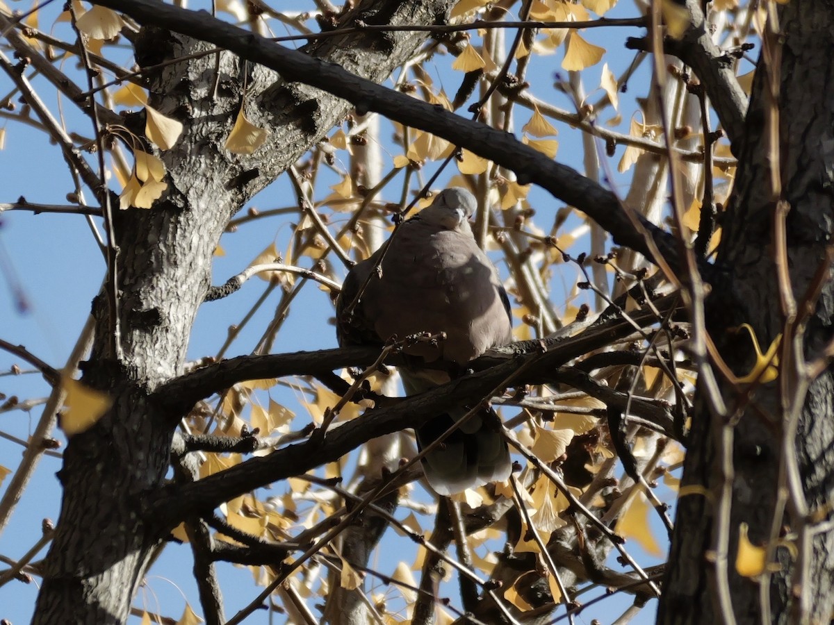Oriental Turtle-Dove - ML646440034