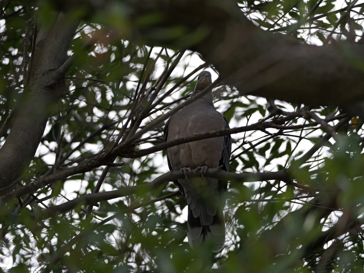 Oriental Turtle-Dove - ML646440035