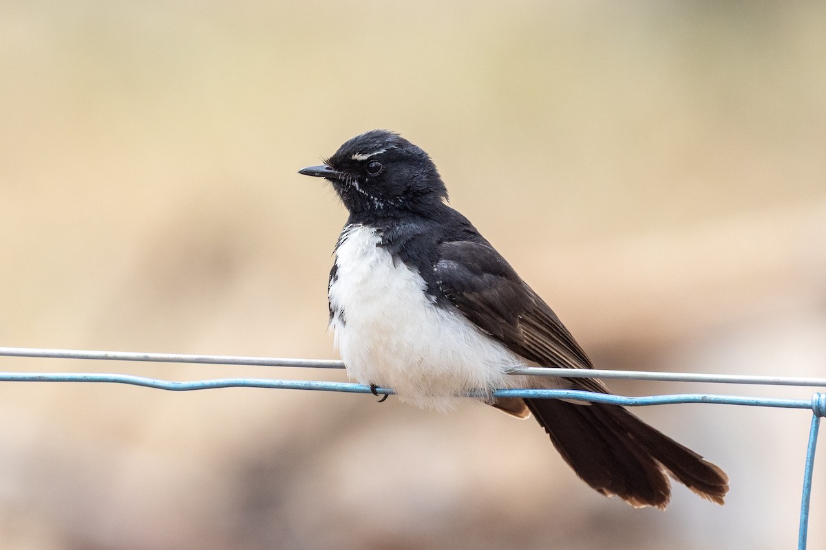 Willie-wagtail - ML646440036