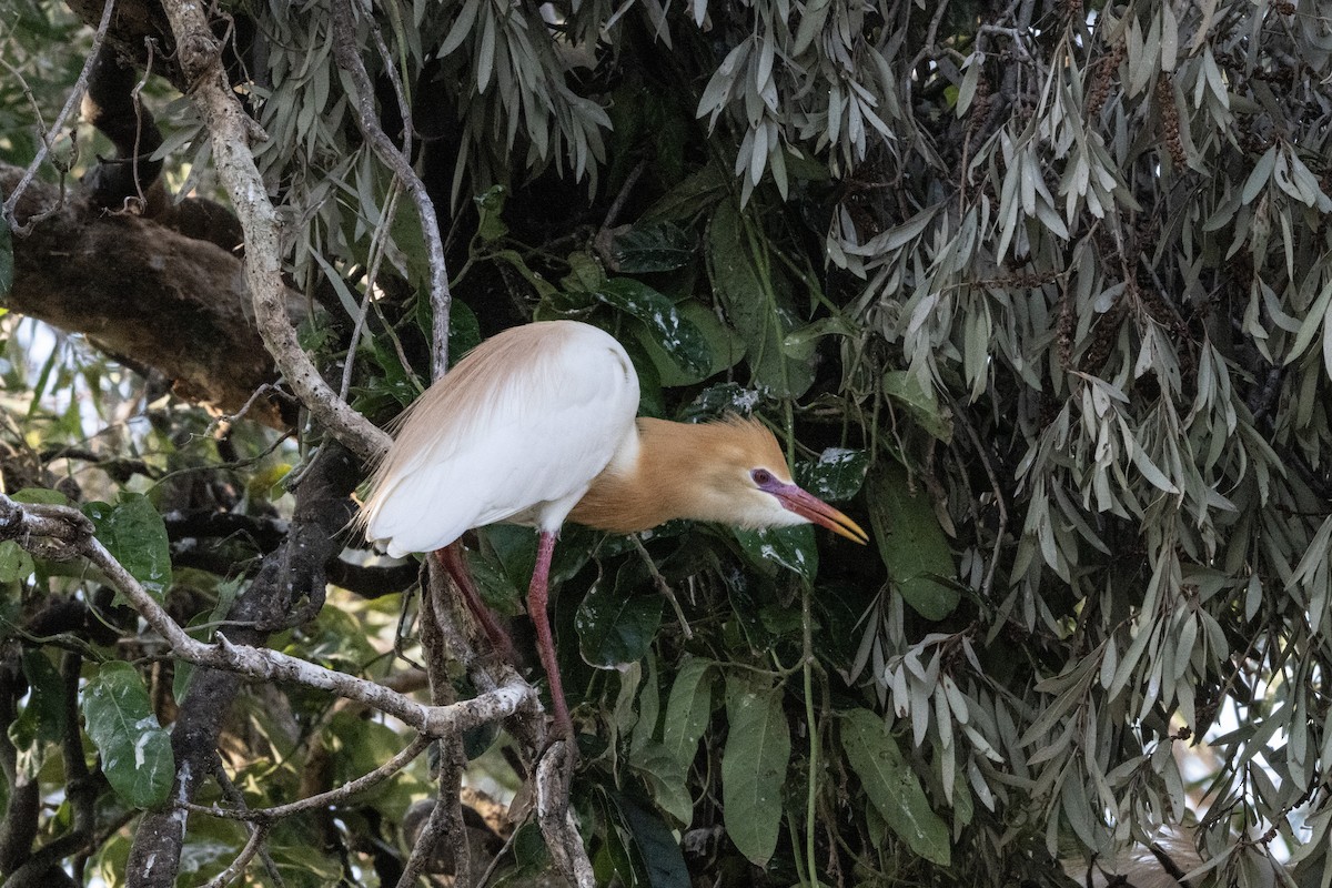 黃頭鷺 - ML646440037