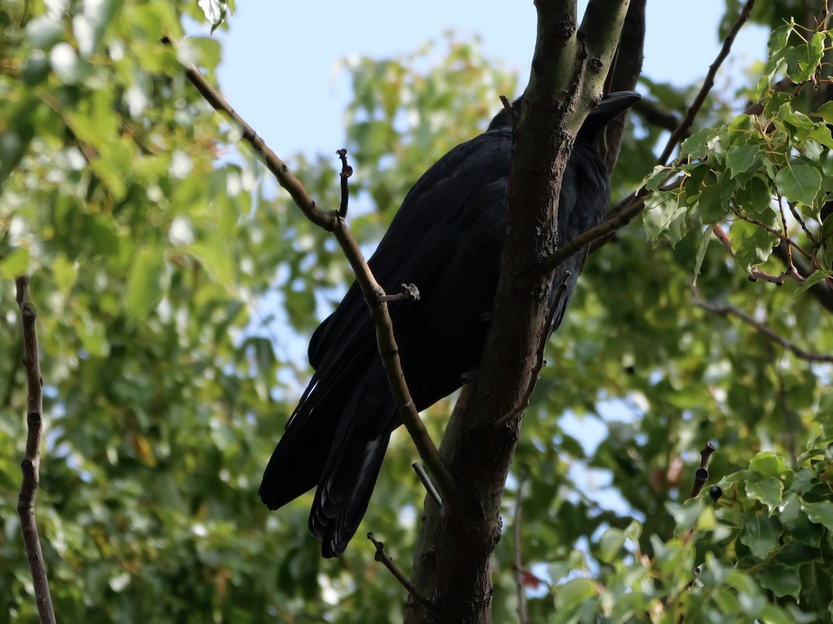 Large-billed Crow - ML646440038