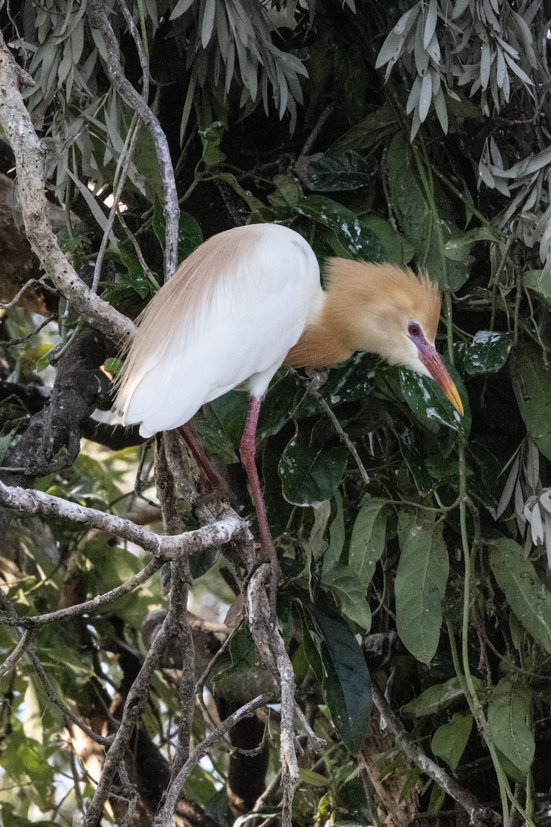 黃頭鷺 - ML646440045