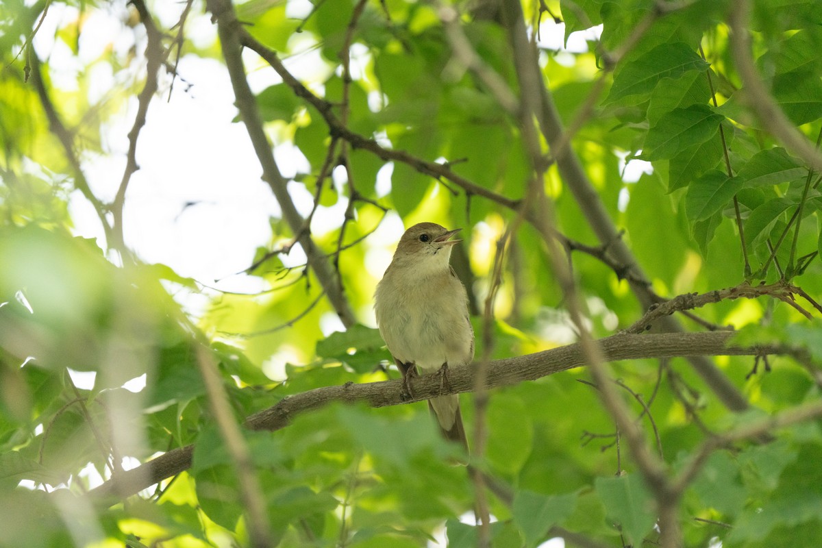 Common Nightingale - ML646440046