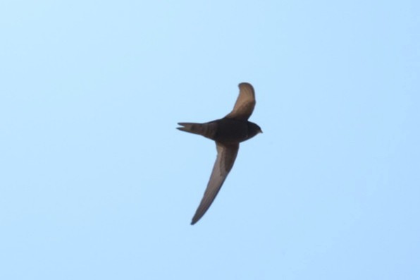 Common Swift - ML646440048