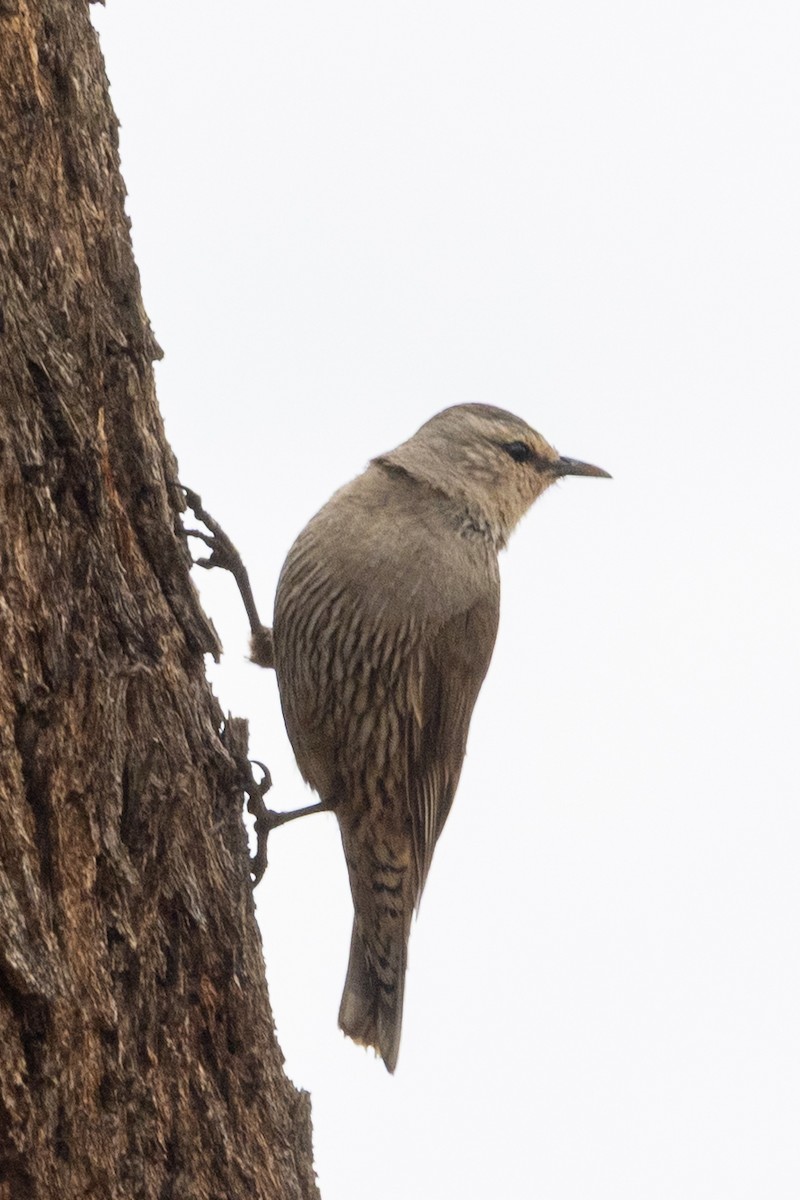 lezčík hnědý - ML646440049
