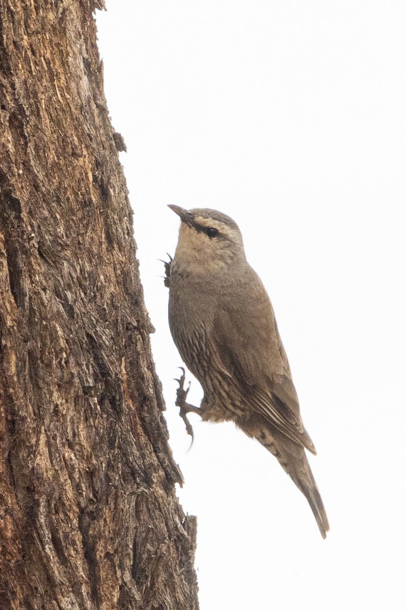 lezčík hnědý - ML646440050