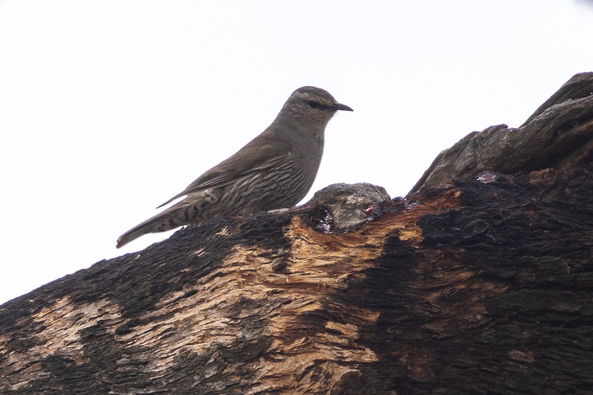 lezčík hnědý - ML646440051