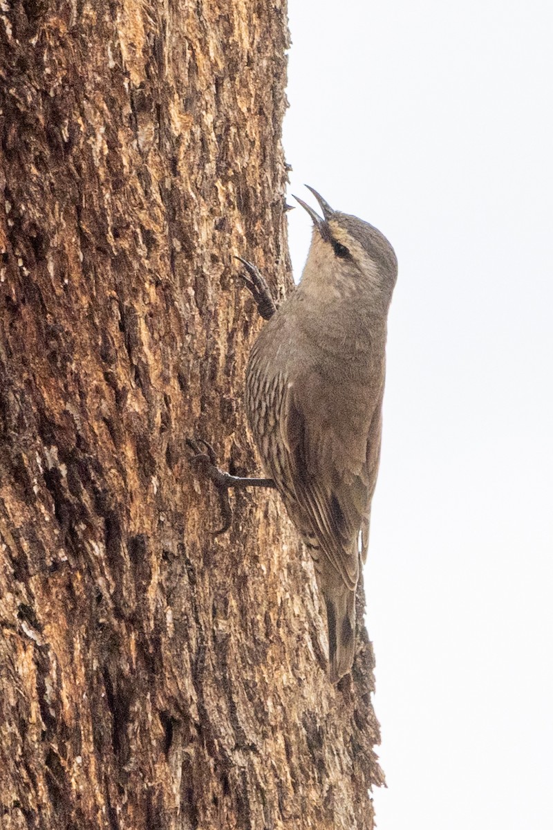 lezčík hnědý - ML646440052