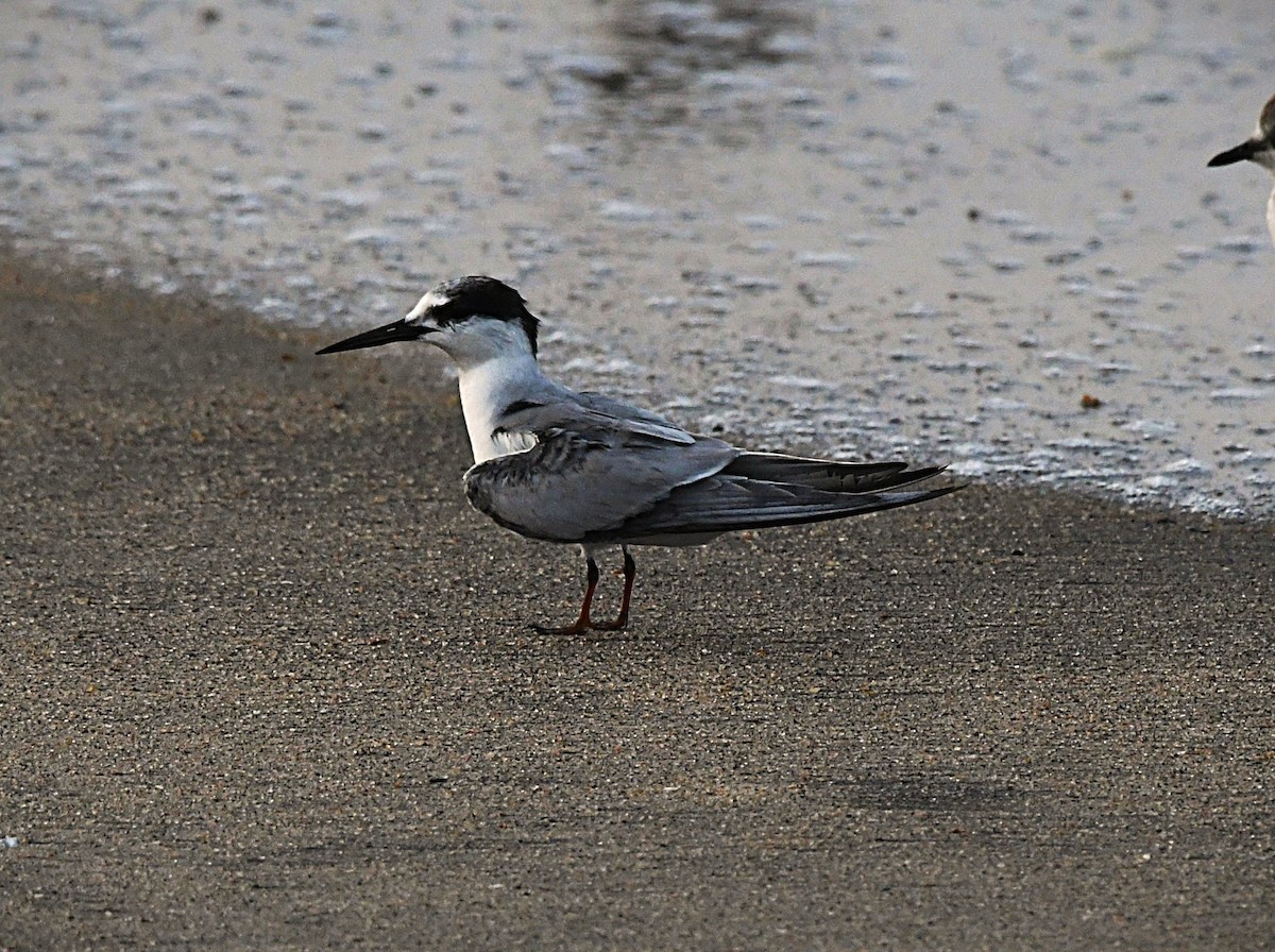 Хурган хараалай - ML646440054