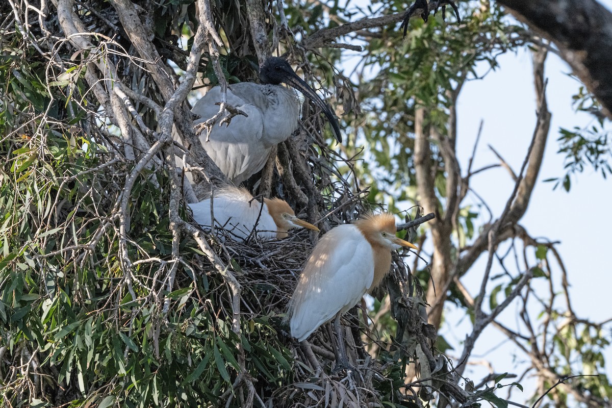 黃頭鷺 - ML646440055