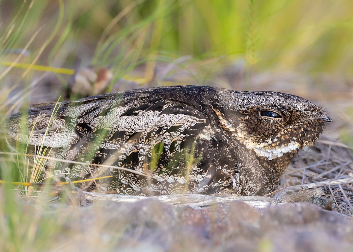 White-throated Nightjar - ML646440058