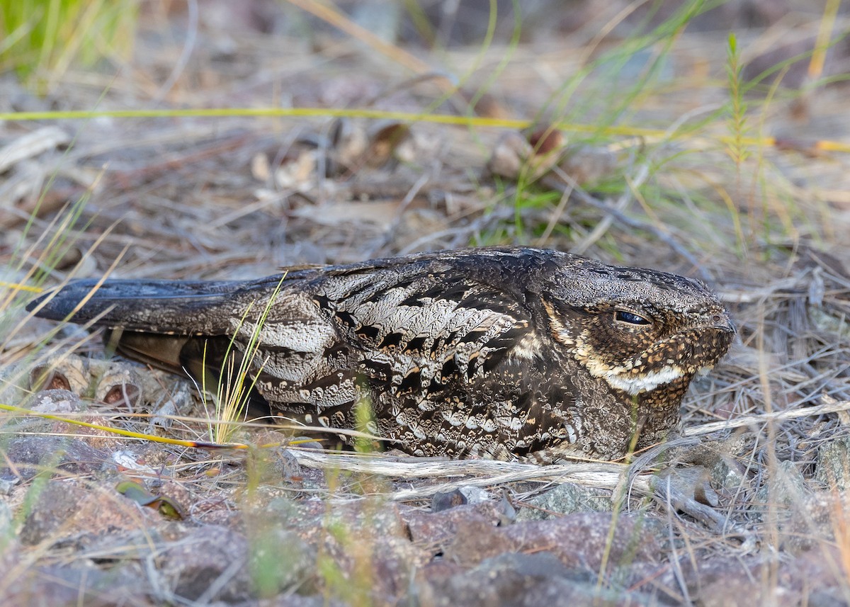 White-throated Nightjar - ML646440059