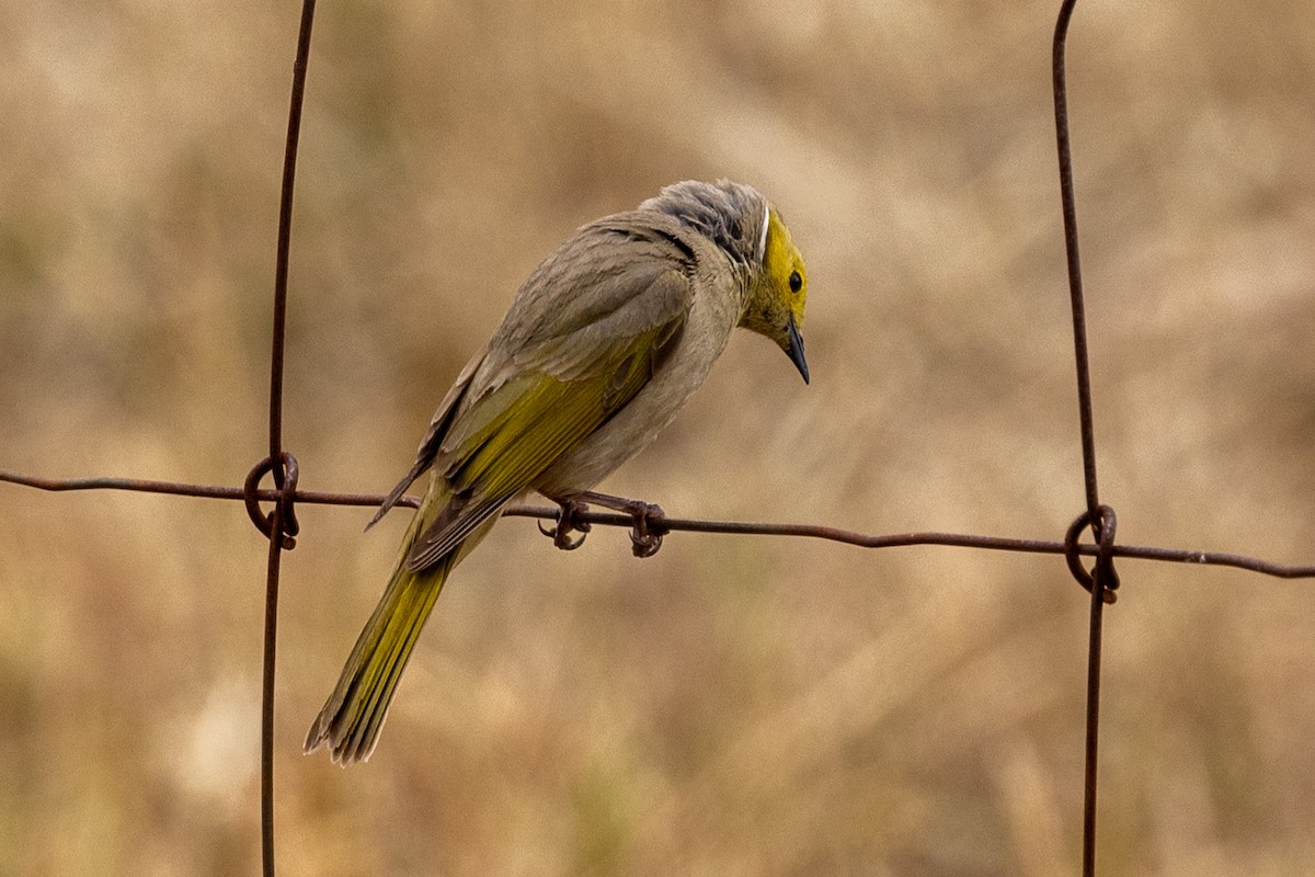 medosavka žlutohlavá - ML646440060