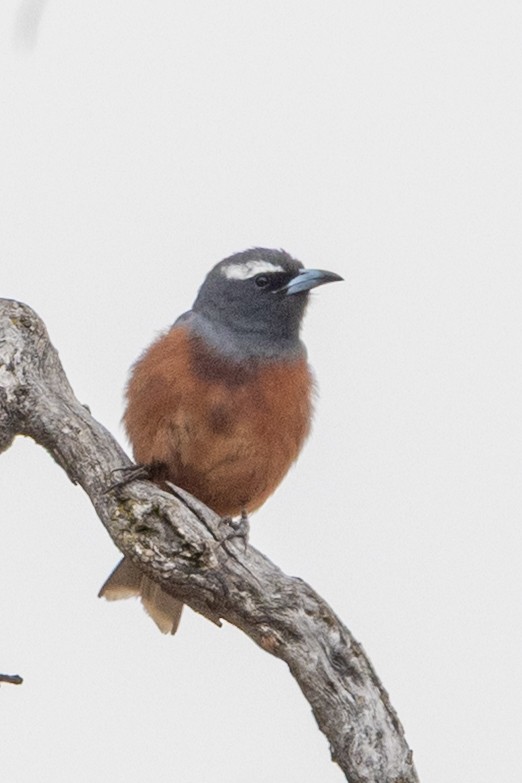 lasolet bělobrvý - ML646440066