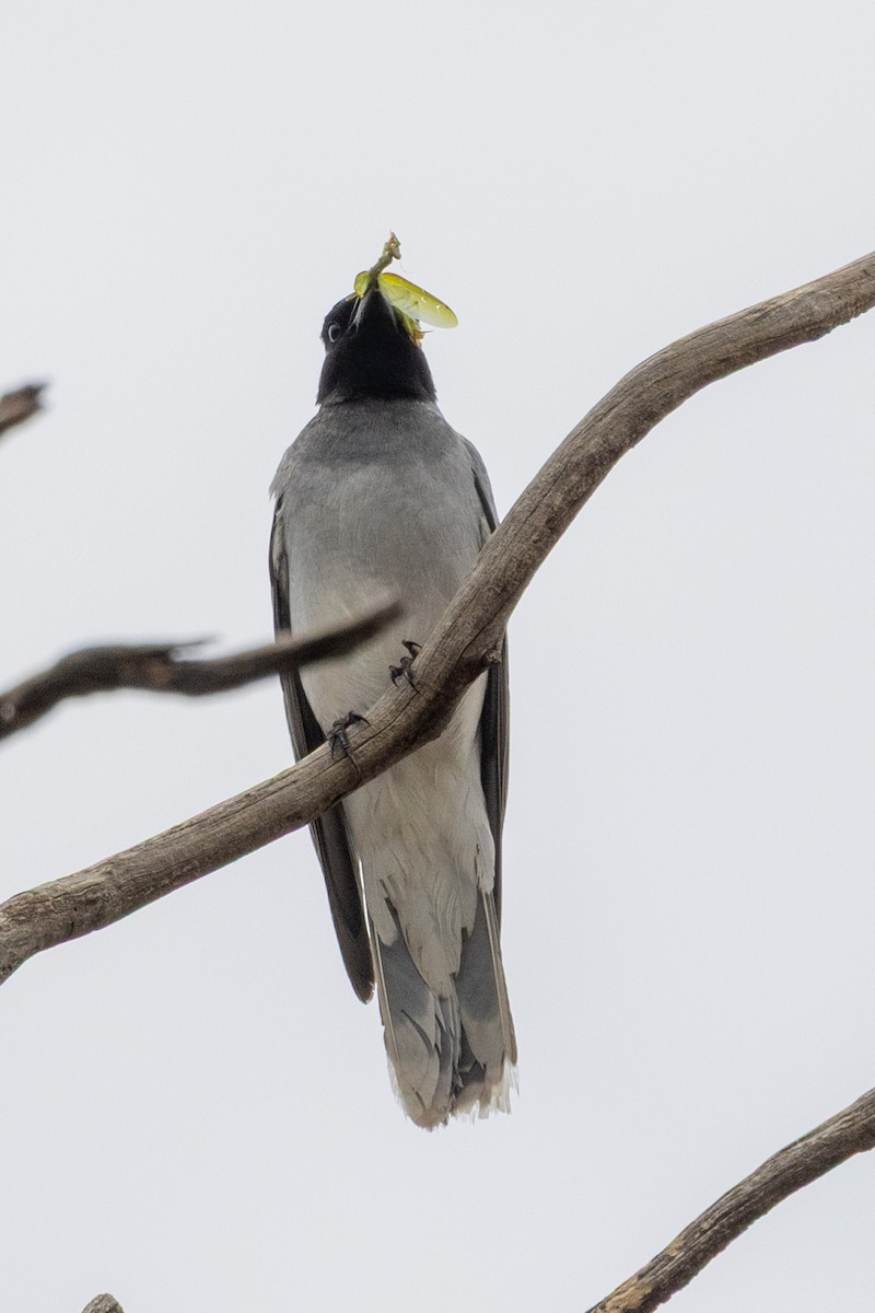 Black-faced Cuckooshrike - ML646440068
