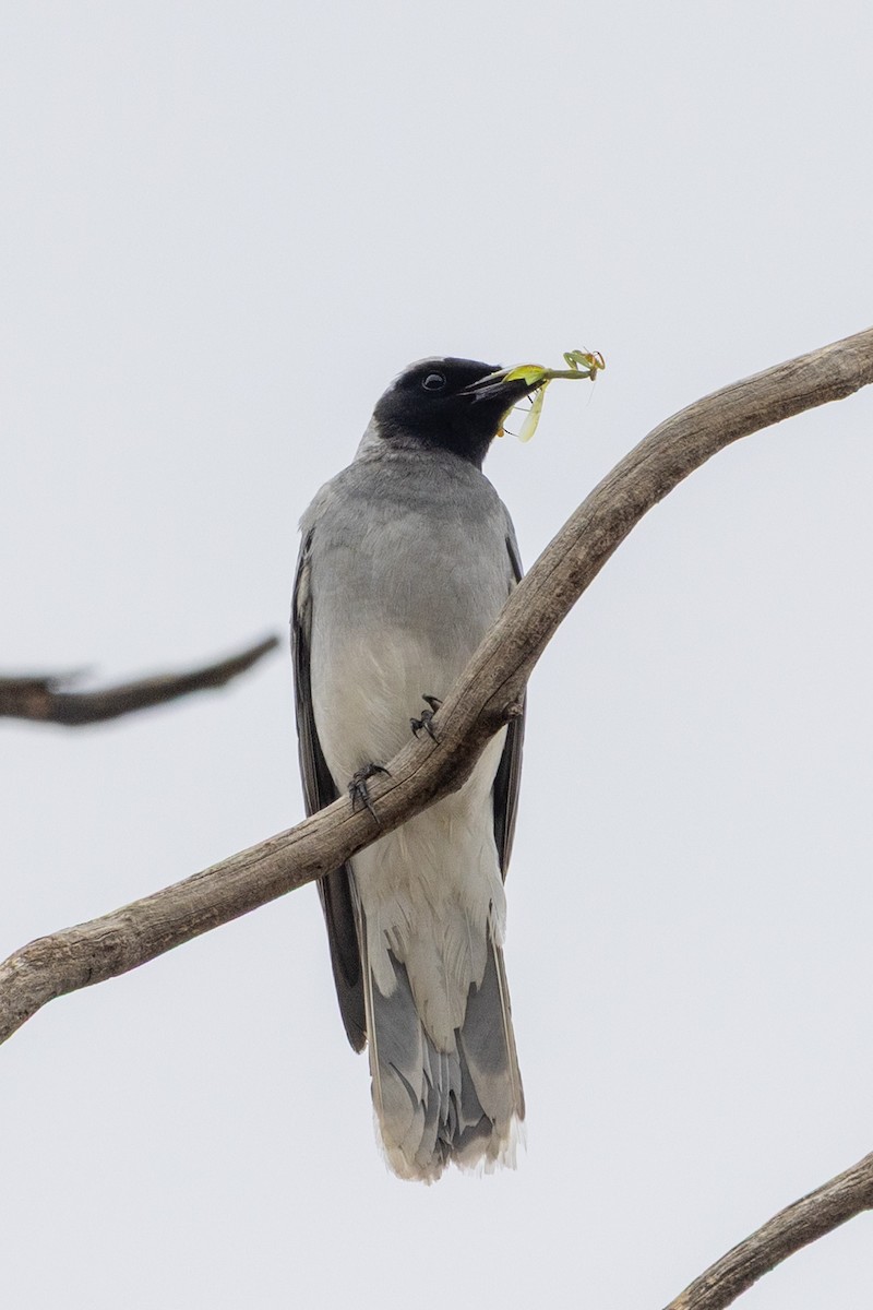 Black-faced Cuckooshrike - ML646440069