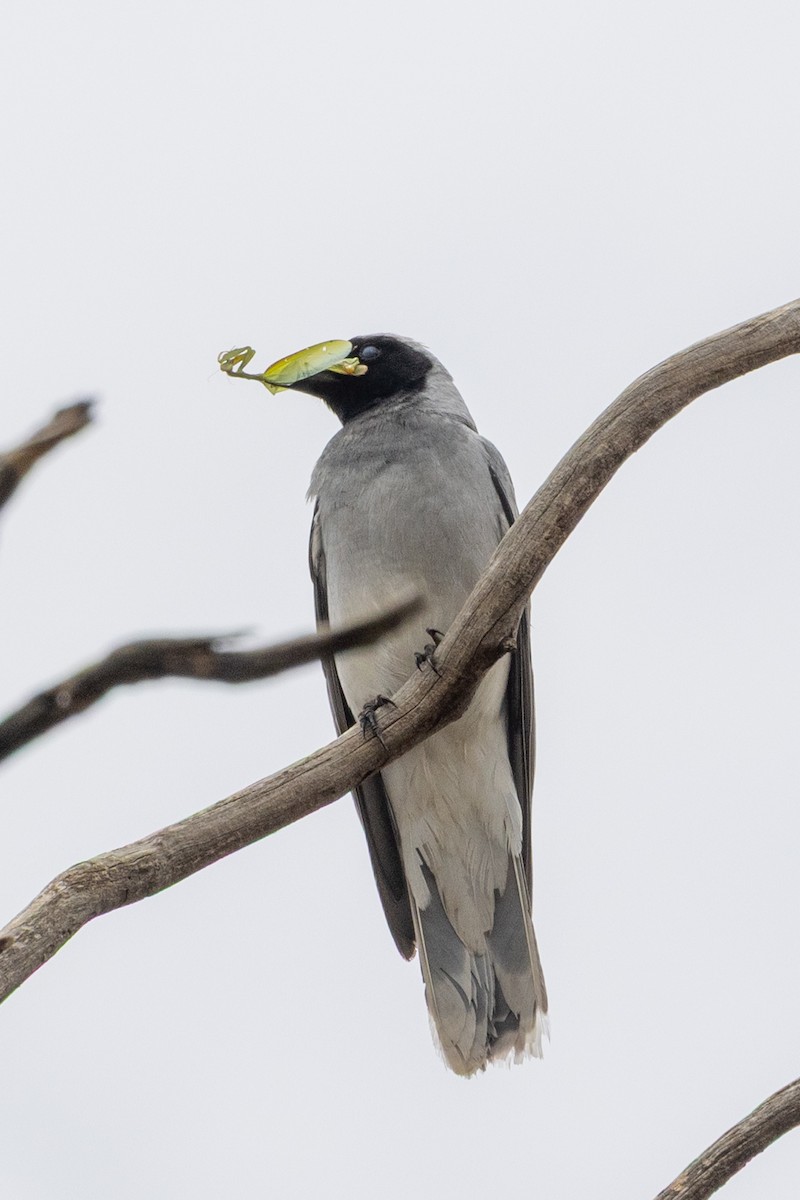 Black-faced Cuckooshrike - ML646440070