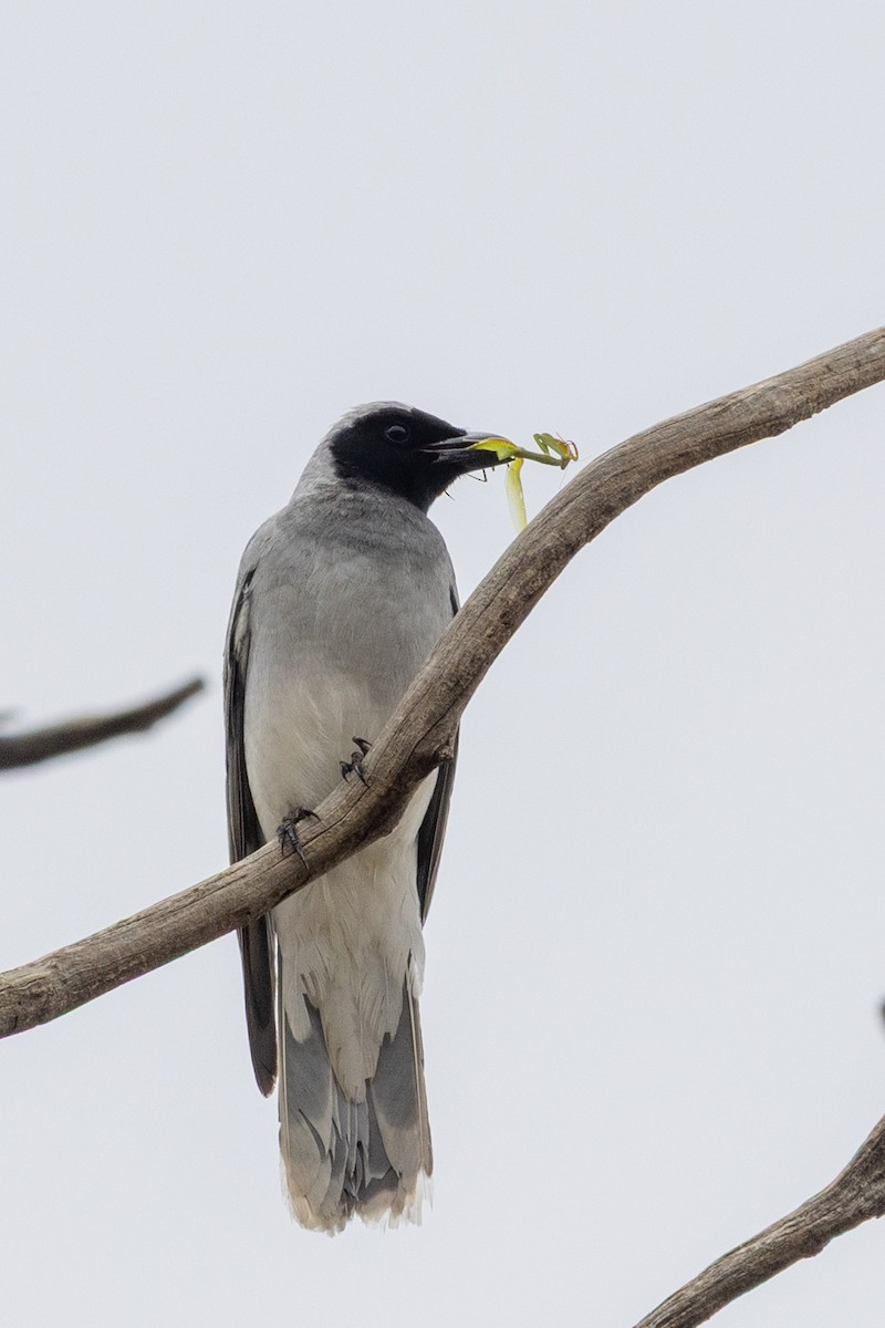 Black-faced Cuckooshrike - ML646440071