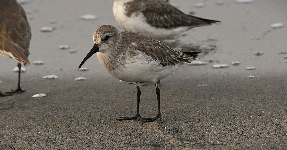 Хар элсэг - ML646440072